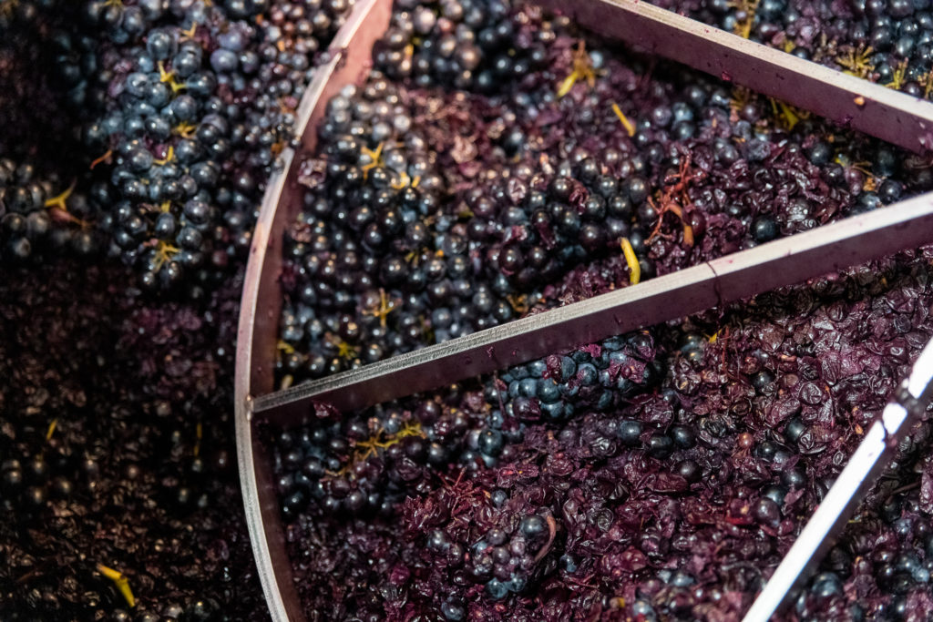 Weinherstellung Weintrauben