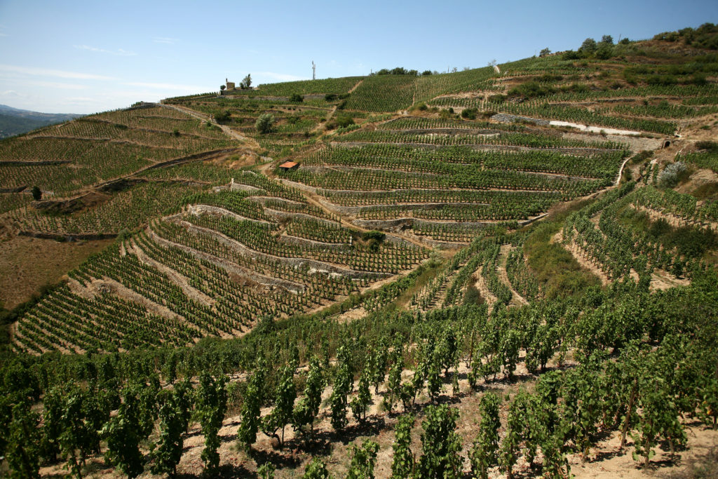 Cave de Tain coteaux de l'hermitage 5