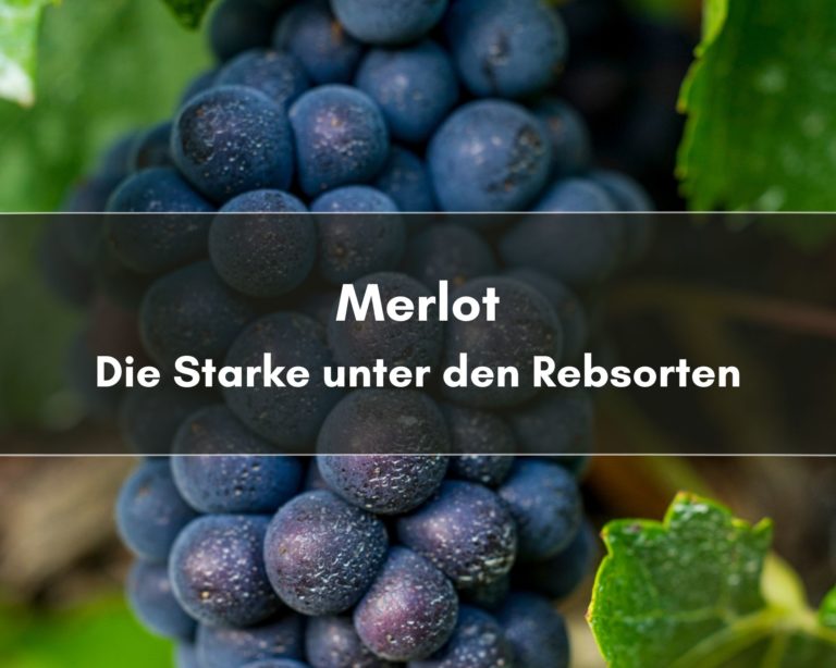 Rebsorte Merlot