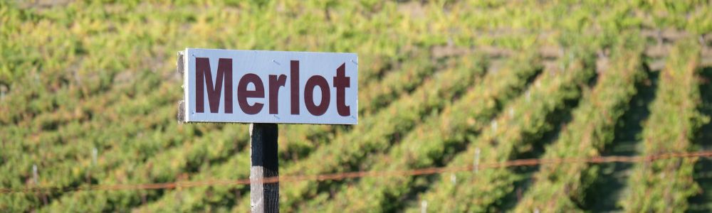 Rebsorte Merlot