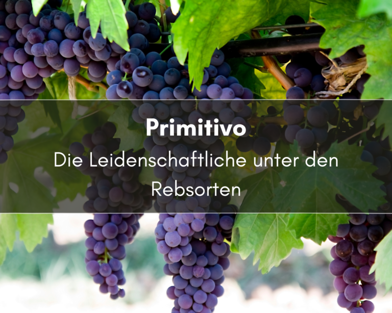 Rebsorte Primitivo