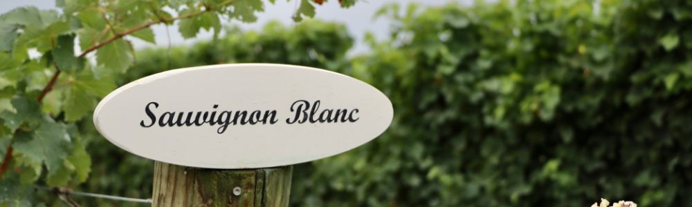 Rebsorte Sauvignon Blanc